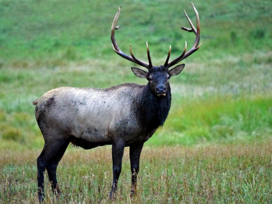 A bull elk. Photo by © Jerry Neal/CPW. 