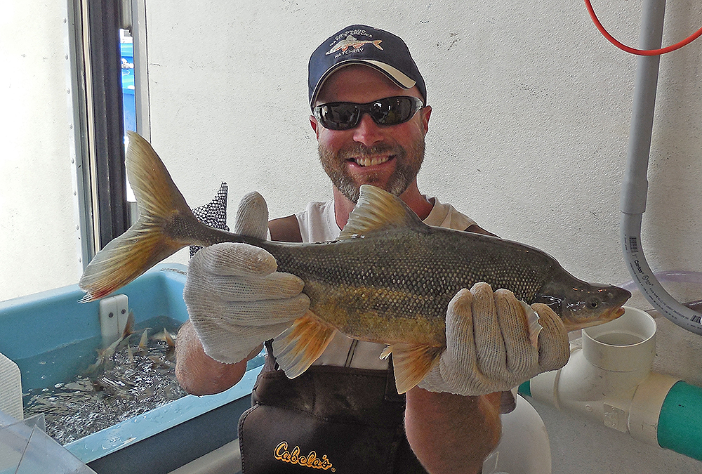 CPW Aquatic Biologist Mark Haver displays a bonytail chub at the NASRF. Photo by Theo Smith/CPW.